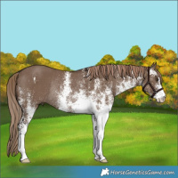 Horse Color:White Spotted Liver Red Dun Rabicano 