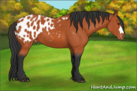 Horse Color:Bay Appaloosa 