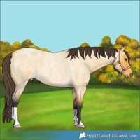 Horse Color:Buckskin Roan Dun