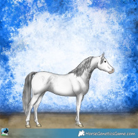 Horse Color:White Spotted Black Sabino Blanket 