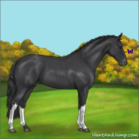 Horse Color:Blue Roan Appaloosa 