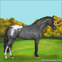 Horse Color:Blue Roan Appaloosa