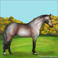 Horse Color:Gray Bay Roan 