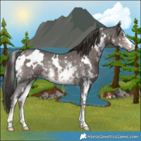 Horse Color:Platinum White Spotted Liver Chestnut Sabino 