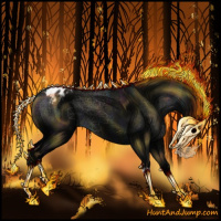 Horse Color:Midnight Grullo Appaloosa 