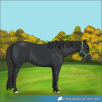 Horse Color:Black 