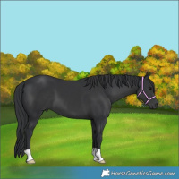Horse Color:Black 