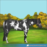 Horse Color:White Spotted Black