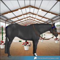 Horse Color:Black 