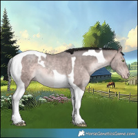 Horse Color:Platinum Sable Champagne Tobiano 