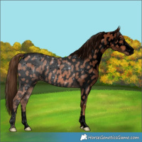Horse Color:Void Chestnut Appaloosa 