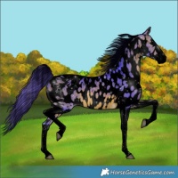 Horse Color:Void Watercolor Bay Splash Tobiano Appaloosa 