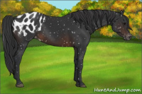 Horse Color:Brown Appaloosa Rabicano 