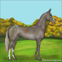 Horse Color:Silver Black Appaloosa 