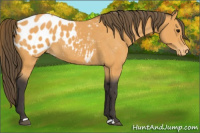 Horse Color:Buckskin Appaloosa