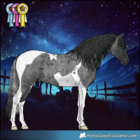 Horse Color:Blue Roan Tobiano 