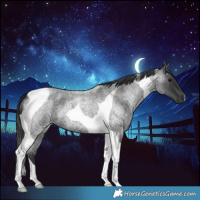Horse Color:Blue Roan Tobiano 