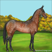 Horse Color:Bay Snowflake Varnish Rabicano 