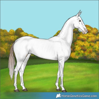 Horse Color:Chestnut Snowflake Varnish