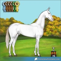 Horse Color:Chestnut Appaloosa