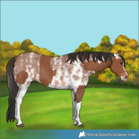 Horse Color:Bay Sabino Rabicano and Bay Sabino Rabicano