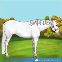 Horse Color:Palomino Appaloosa