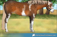 Horse Color:Chocolate Palomino Sabino 