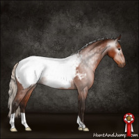 Horse Color:Gray Silver Bay Appaloosa Rabicano 