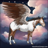 Horse Color:Bay Tobiano Appaloosa 