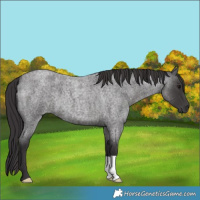 Horse Color:Smoky Blue Roan 