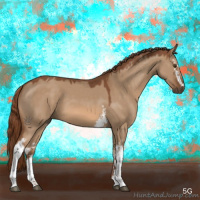 Horse Color:White Spotted Red Dun Sabino 
