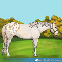 Horse Color:Buckskin Appaloosa 