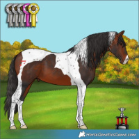 Horse Color:Bay Tobiano 