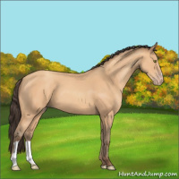 Horse Color:Amber Champagne 