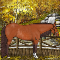 Horse Color:Chocolate Bay Rabicano 
