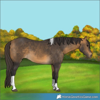 Horse Color:Buckskin Tobiano 