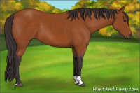Horse Color:Buckskin Tobiano 