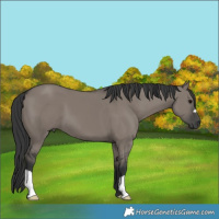 Horse Color:Grullo 