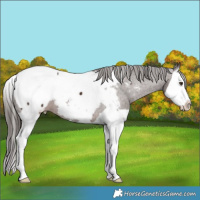 Horse Color:Liver Chestnut Splash Appaloosa