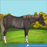 Horse Color:Liver Chestnut Rabicano