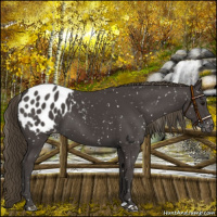 Horse Color:Smoky Black Appaloosa