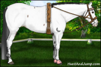 Horse Color:Brown Roan Appaloosa 