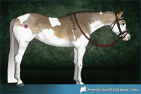Horse Color:Buckskin Dun Splash Tobiano 