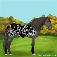 Horse Color:Grullo Appaloosa 