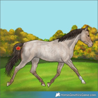 Horse Color:Unknown 