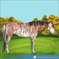 Horse Color:Bay Sabino Rabicano and Bay Sabino Splash Rabicano