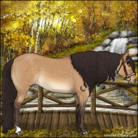 Horse Color:Buckskin Dun Mushroom 