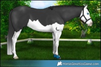 Horse Color:Black Splash 