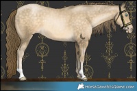 Horse Color:Buckskin Pearl 