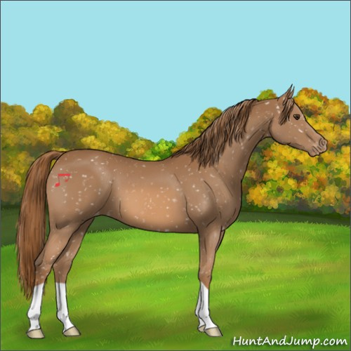 Horse Color:Chestnut Appaloosa 